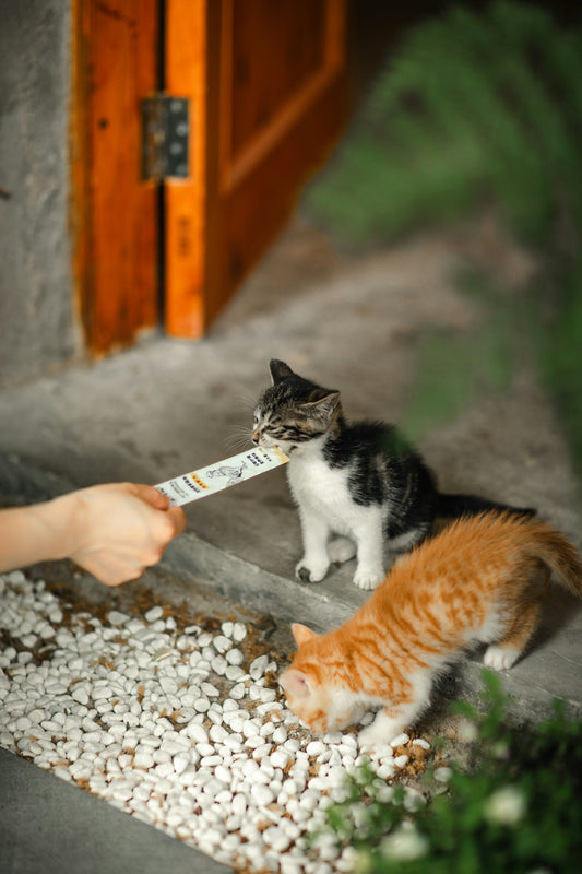 a person feeding a cat with a long stick
