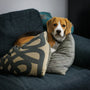 a dog laying on a couch with a pillow
