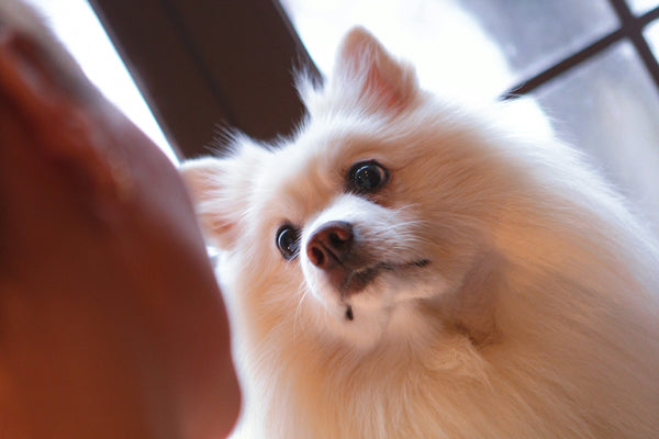 a small white dog standing next to a person