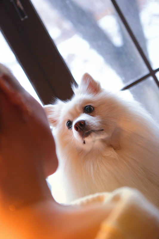 a small white dog standing next to a person