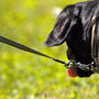 a close up of a dog on a leash