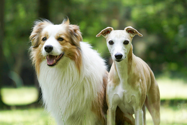 A couple of dogs standing on top of a lush green field