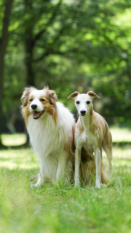 A couple of dogs standing on top of a lush green field