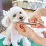 A small white dog being cut with a pair of scissors