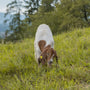 A brown and white cow standing on top of a lush green field