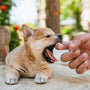 A person feeding a small dog with its mouth open
