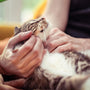 A person holding a cat in their hands