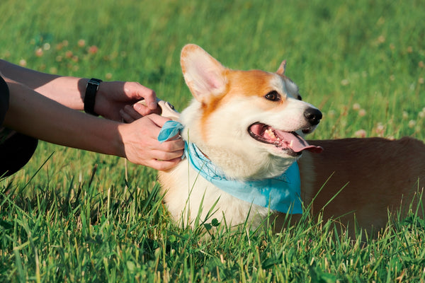 A person petting a dog in a field of grass
