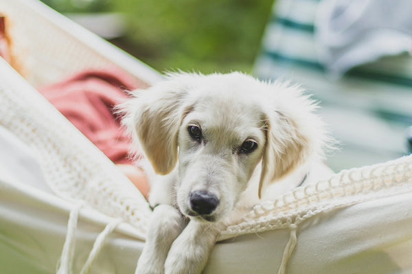 A dog laying in a hammock in a yard