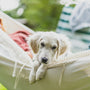 A dog laying in a hammock in a yard