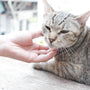 A cat is being petted by a person's hand