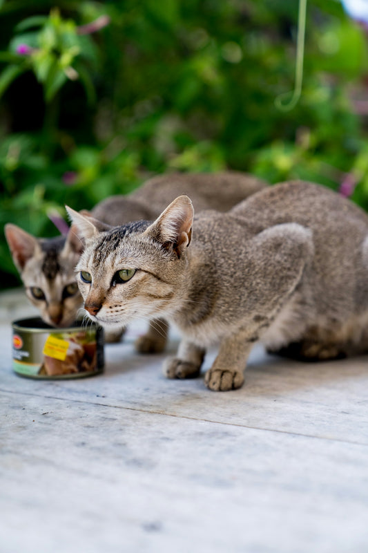 A couple of cats eating food out of a bowl
