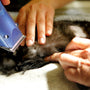 A person using a hair dryer on a cat