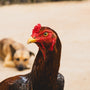 A rooster and a dog laying on the ground