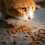 An orange and white cat eating food off of a table