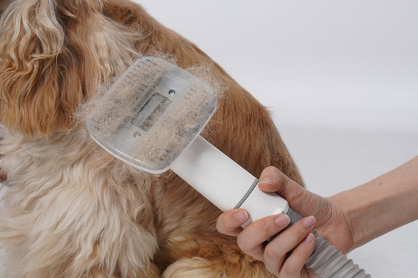 A dog being groomed with a hair dryer