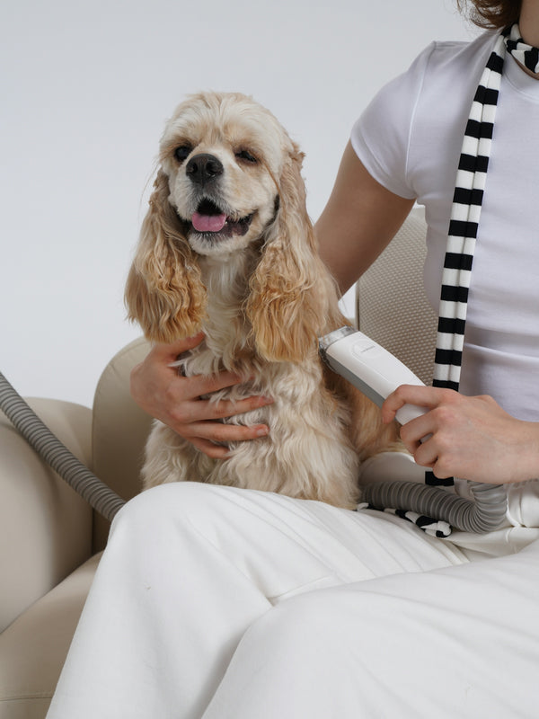 A woman is brushing her dog's hair with a hair dryer