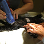 A woman using a hair dryer on a cat