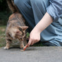 A person kneeling down feeding a cat a carrot
