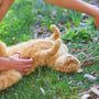 A person petting a cat on the grass