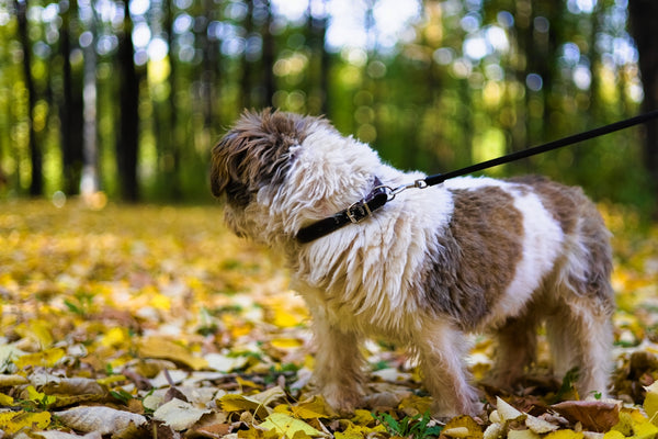 A small dog on a leash standing in the leaves