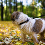 A small dog on a leash standing in the leaves