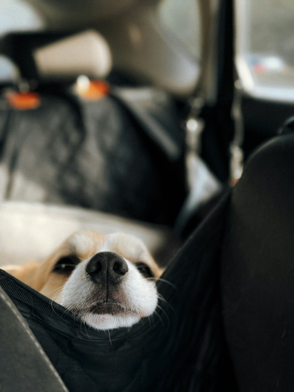 A dog laying in the back seat of a car