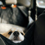A dog laying in the back seat of a car