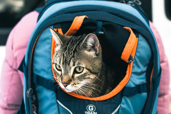 A cat sitting inside of a blue backpack