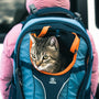 A cat sitting inside of a blue backpack