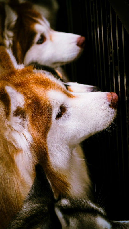 A couple of dogs laying next to each other