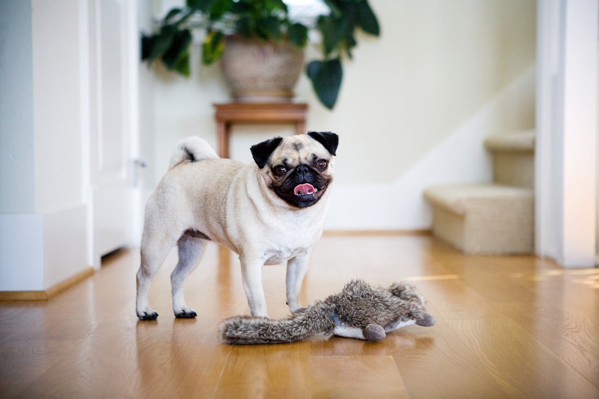 A pug stands proudly next to its toy.