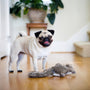A pug stands proudly next to its toy.