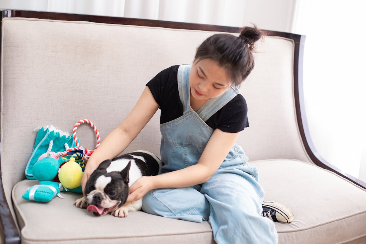 Woman pets a boston terrier on a sofa.
