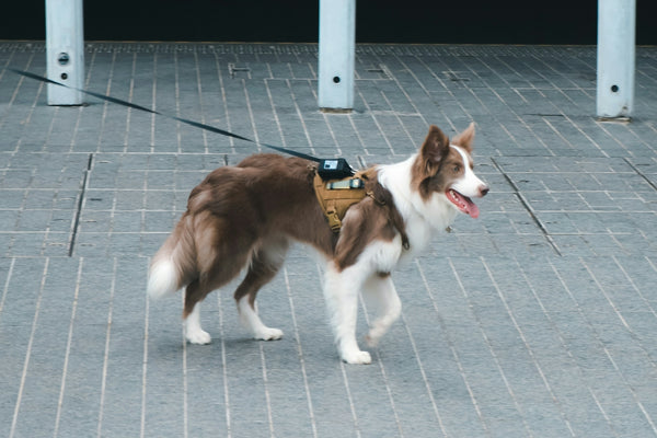 A border collie walks on a leash outdoors.