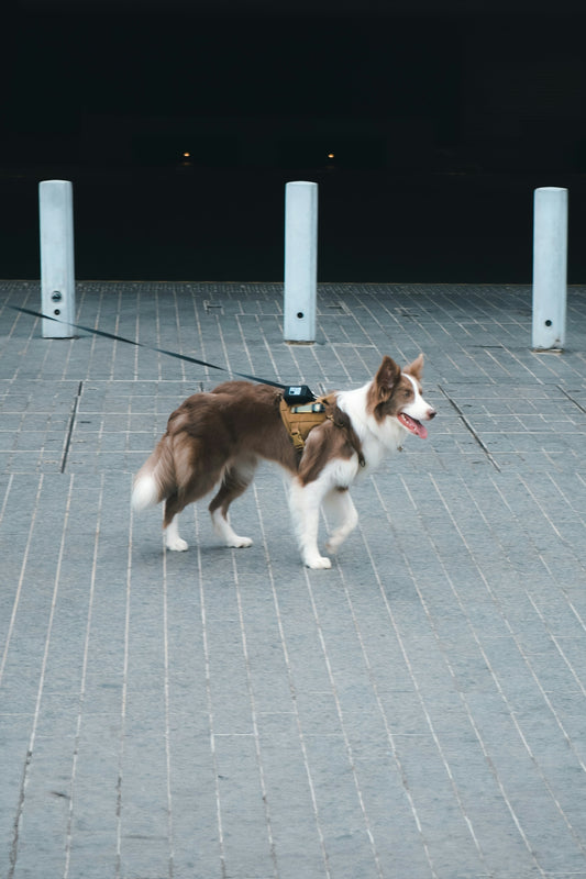 A border collie walks on a leash outdoors.