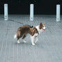 A border collie walks on a leash outdoors.