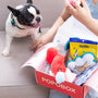 Dog excitedly watches owner open a gift box.
