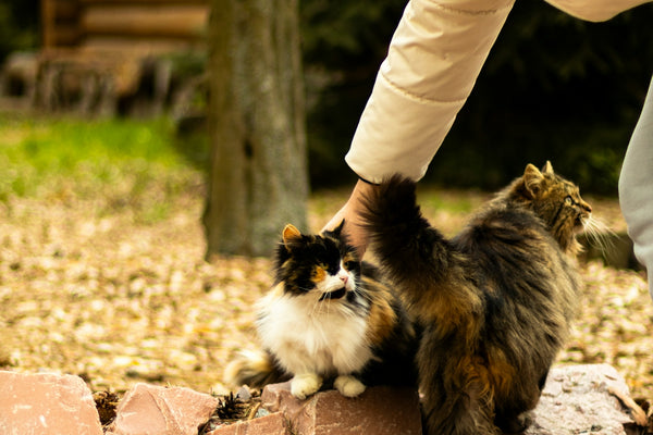 A person pets two cats outdoors.