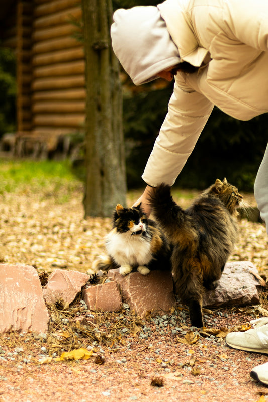 A person pets two cats outdoors.