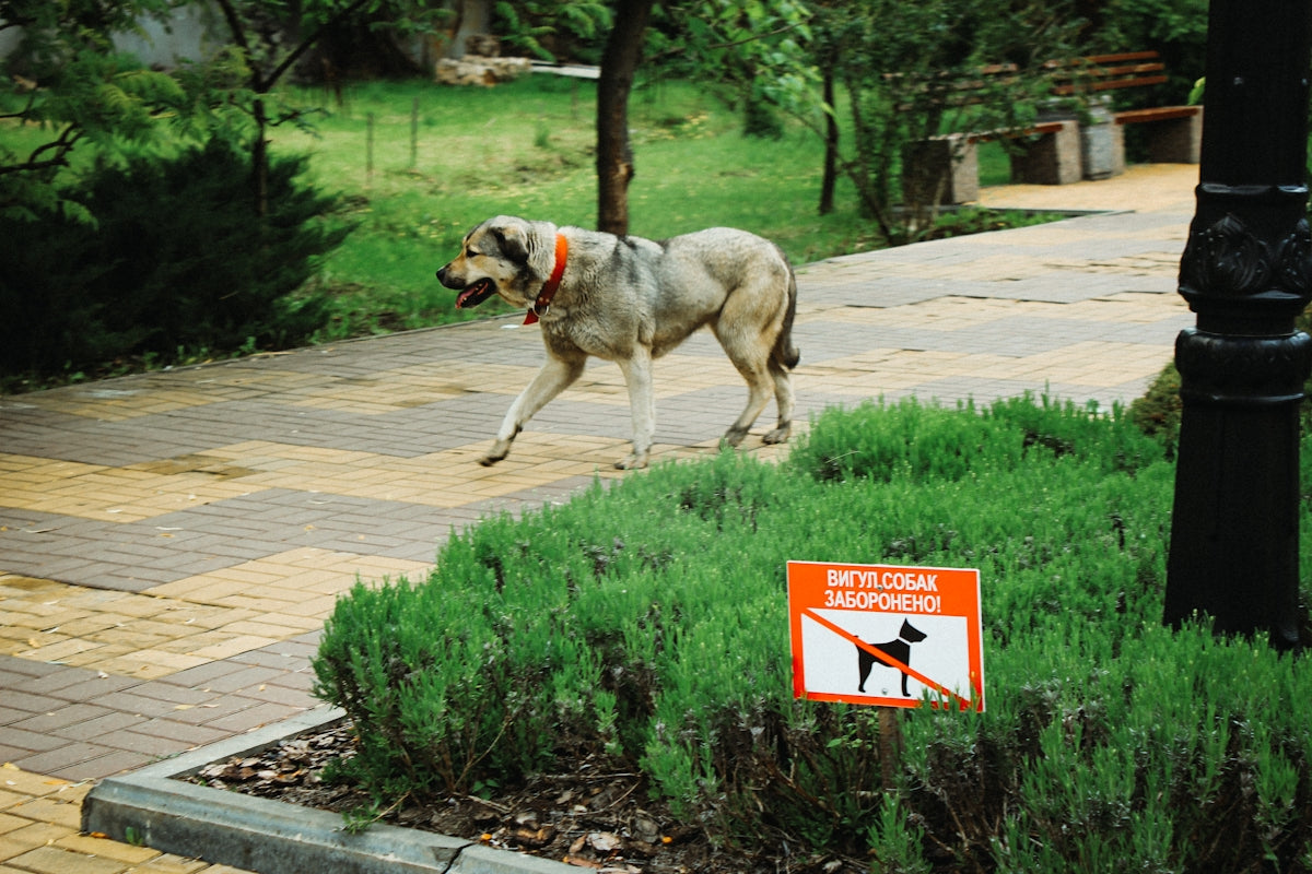 A dog walks near a no dogs sign.