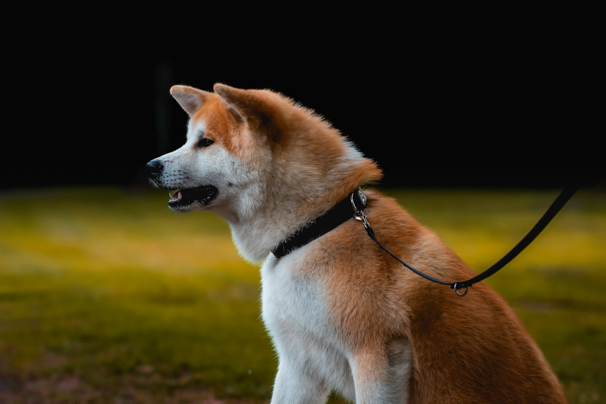 A beautiful akita dog sits and looks alert.