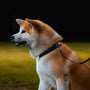 A beautiful akita dog sits and looks alert.