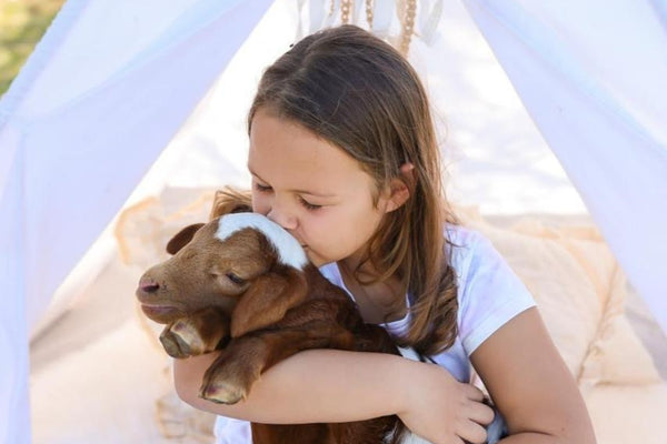 A girl hugs and kisses a baby goat.