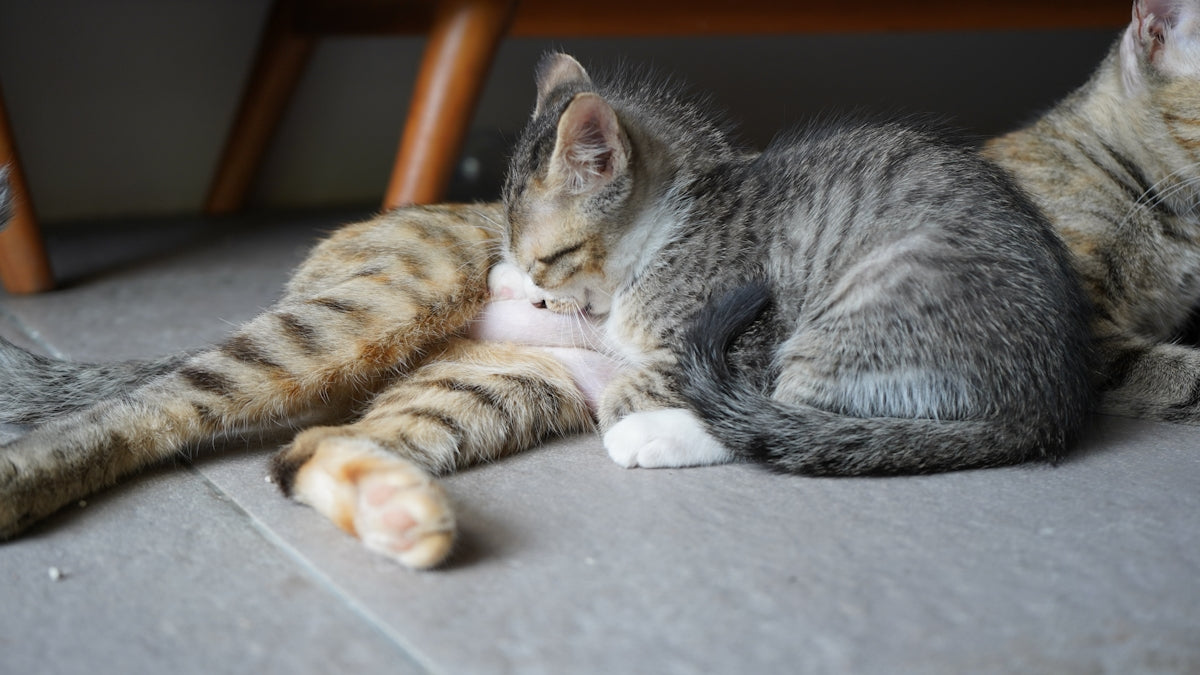 A kitten nurses from its mother.