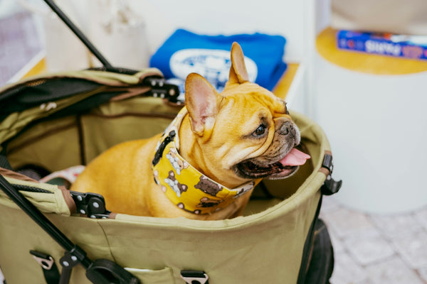 A french bulldog relaxes in a stroller.