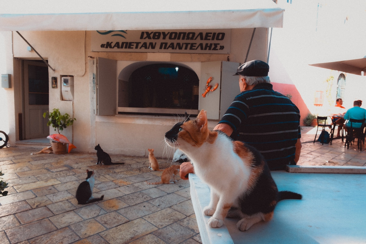 Cats and a man enjoy a casual day.