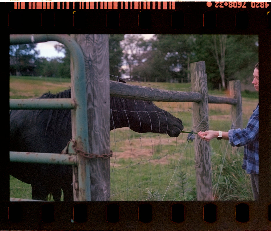Person feeding a black horse over a fence.