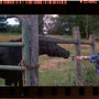 Person feeding a black horse over a fence.