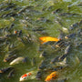 A school of fish swimming in murky green water.